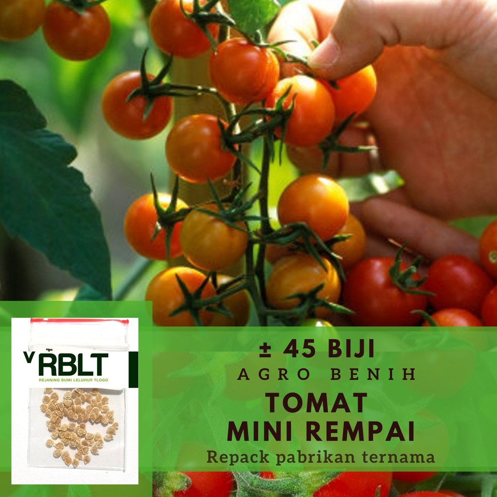 Jual 45 Benih Tomat Ceri Rampai Bibit Sayuran Rempai Sayur Bintang Asia