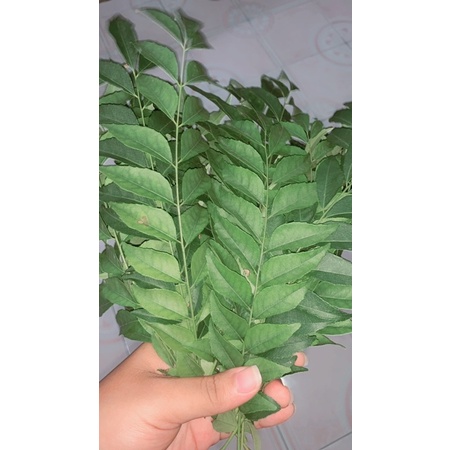 Jual DAUN KARI KARE ATAU DAUN SALAM KOJA SEGAR MURAH Shopee Indonesia