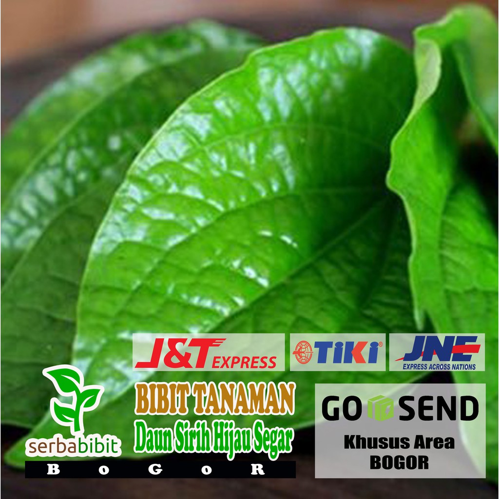 Jual Daun Sirih Hijau Segar Per Lembar Perlembar Obat Herbal Shopee