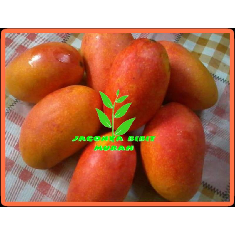 Jual Bibit Mangga Podang Gunung Super WISATA AGROTANI Shopee Indonesia