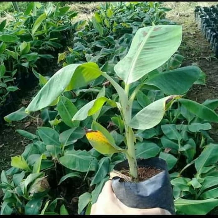 Jual Bibit Pisang Raja Sereh Super Pohon Pisang Raja Shopee Indonesia