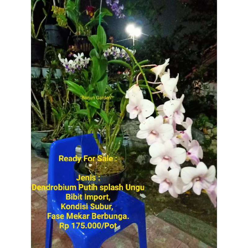 Jual Anggrek Dendrobium Putih Splash Ungu Shopee Indonesia