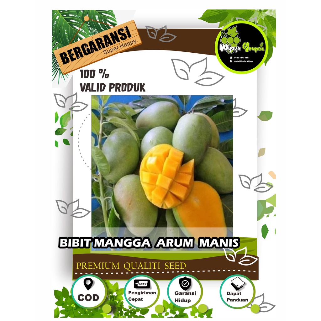 Jual Bibit Mangga Arum Manis Okulasi Super Cepat Berbuah Shopee Indonesia