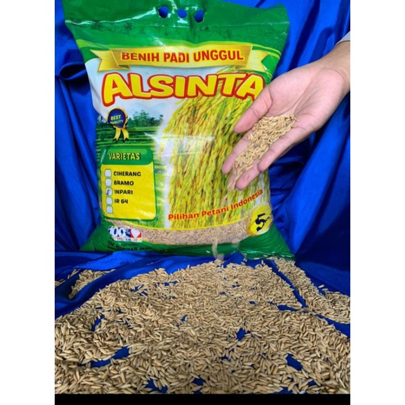 Jual Benih Padi Unggul ALSINTA Varietas Inpari 32 Kemasan 5kg Shopee