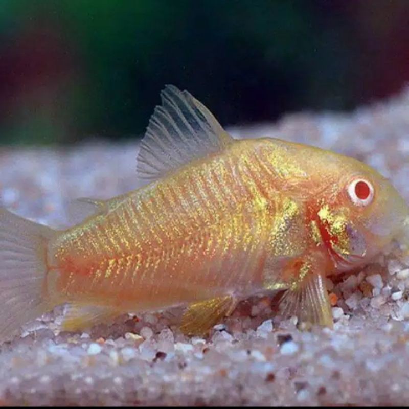 Jual Ikan Hias Corydoras Albino Shopee Indonesia