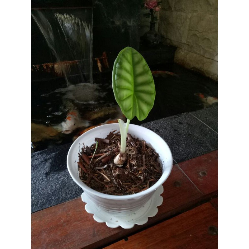 Jual Tanaman Alocasia Dragon Silver Atau Scale Daun Shopee Indonesia