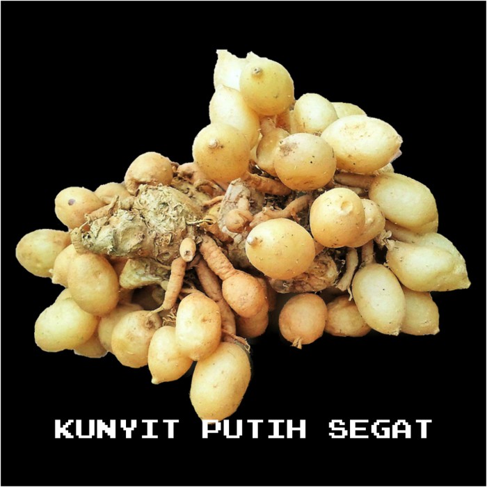 Jual Kunyit Putih Segar Kunir Putih Alami Temu Putih Jamu Herbal Kg