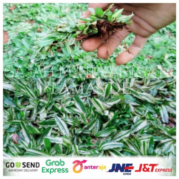 Jual Unik Rumput Gajah Mini Varigata Limited Shopee Indonesia