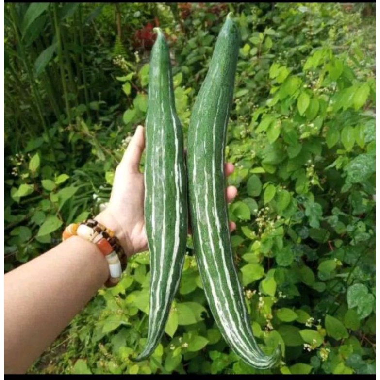 Jual 5 Biji Benih Pare BELUT Paria Panjang Bibit Tanaman Sayur