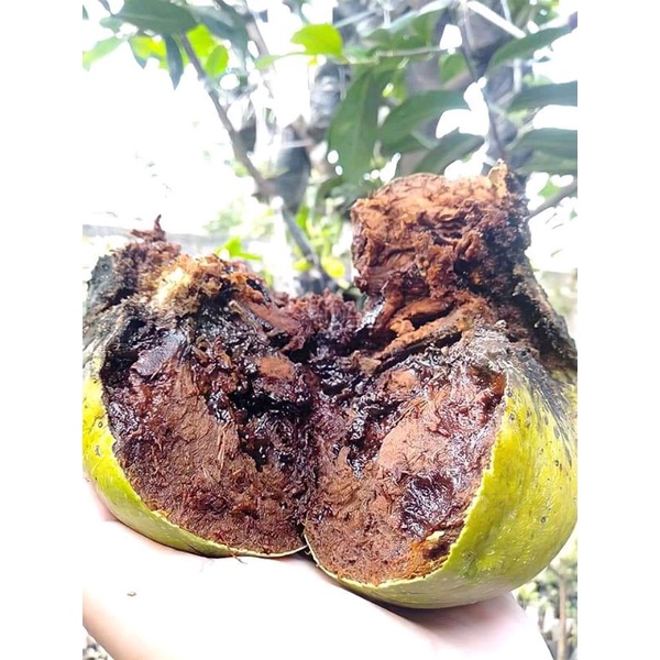 Jual Bibit Buah Black Sapote Sawo Hitam Shopee Indonesia