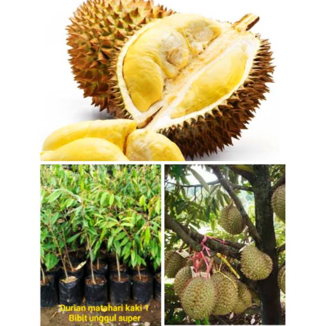 Jual Bibit Unggul Super Terbaik Durian Matahari Kaki Cepat Berbuah