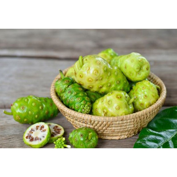 Jual Buah Mengkudu Buah Pace Buah Noni Segar Non Pestisida