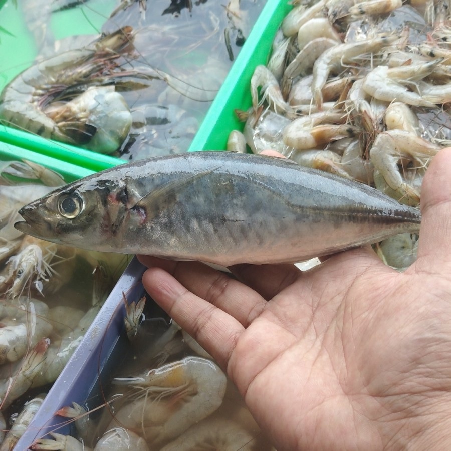 Jual Ikan Kembung Layang Segar Fresh 1kg Shopee Indonesia