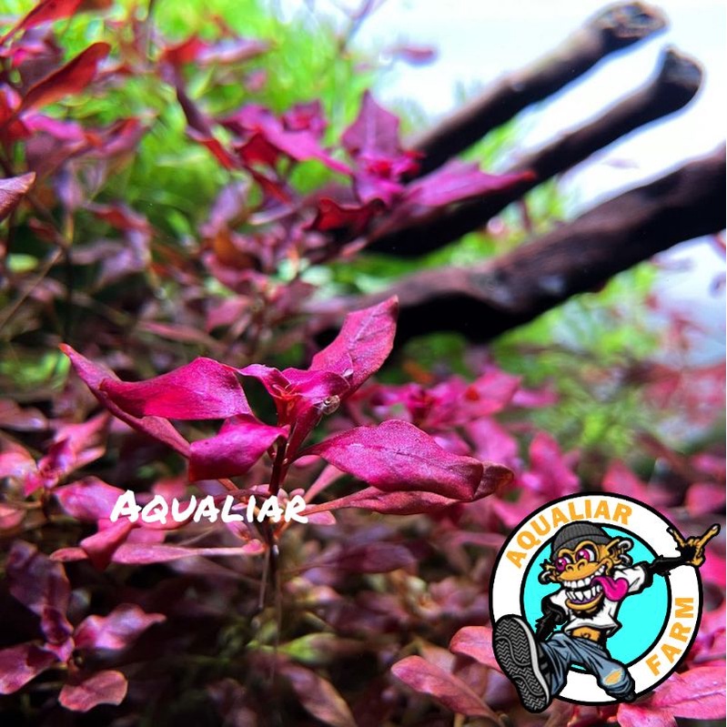 Jual Ludwigia Sp Red Mini Batang Tanaman Aquascape Shopee