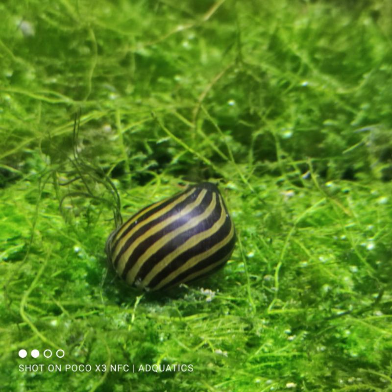 Jual Keong Turbo Pemusnah Algae Aquascape Shopee Indonesia