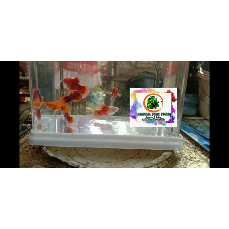 Jual Ikan Platy Mickey Mouse Shopee Indonesia