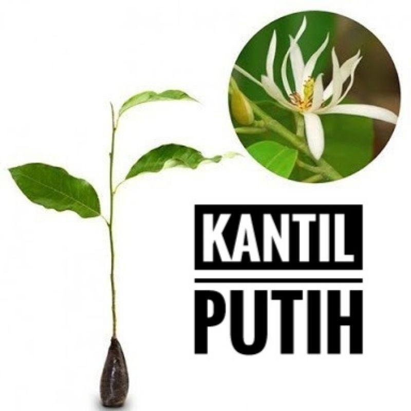 Jual Bibit Bunga Kantil Putih Okulasi Siap Berbunga Wisata Flora