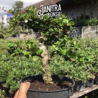 Jual Bonsai Hokianti Hokiantea Jadi Siap Pajang Shopee Indonesia