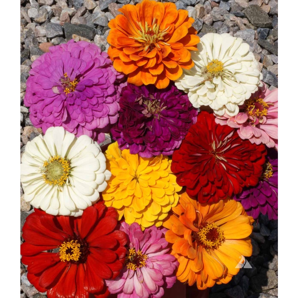 Jual Biji Benih Bunga Zinnia Mix Color Bunga Mini Zinnia Bunga Kertas