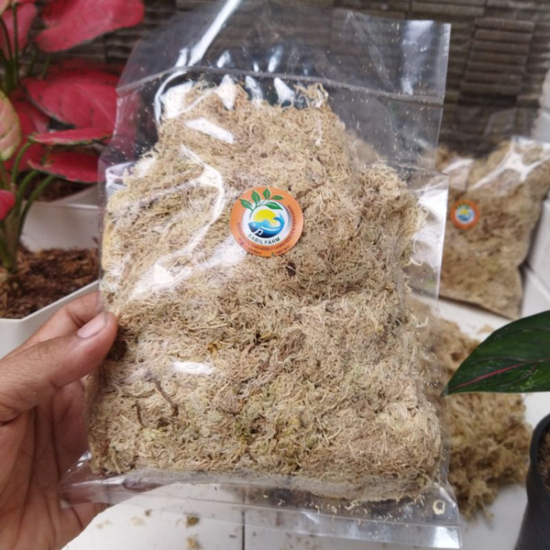 Jual Sphagnum Moss Premium Media Tanam Anggrek Baby Monstera