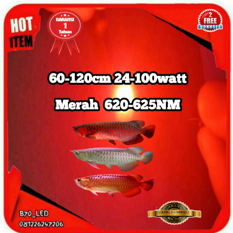 Jual Lampu Tanning Arwana Hpl Merah Nm Watt Cm