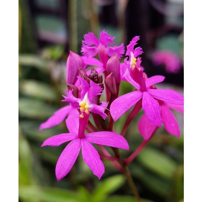 Jual Tanaman Hias Anggrek Epidendrum Bunga Ungu Anggrek Epidendrum