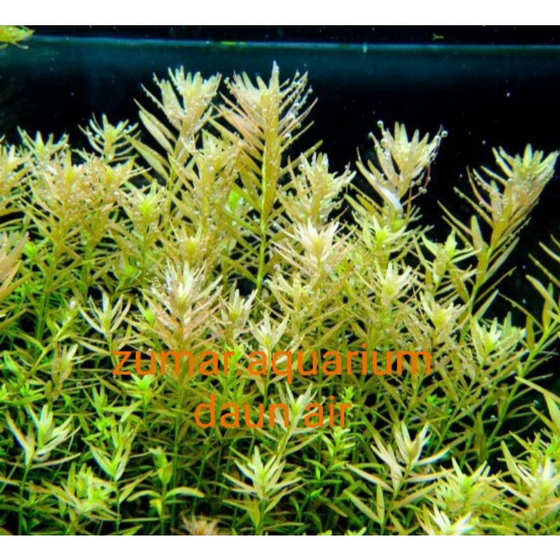 Jual 100btang Tanaman Air Aquascape Rotala Fujian Shopee Indonesia