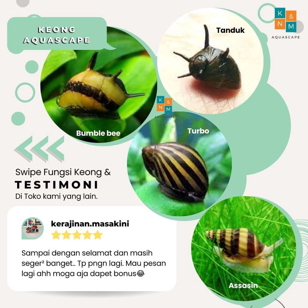 Jual Keong Ornamen Siput Turbo Tanduk Bumble Bee Assasin Pembersih