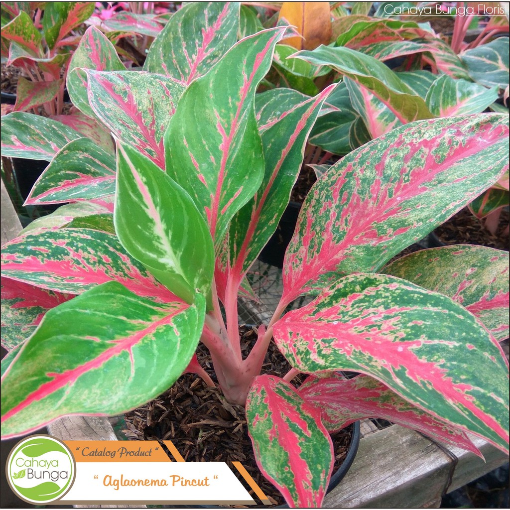 Jual Tanaman Hias Aglaonema Pincut Shopee Indonesia