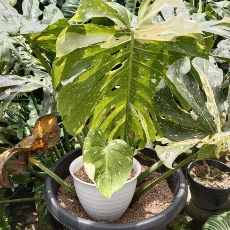 Jual Monstera Thai Constellation Variegata Yellow Shopee Indonesia