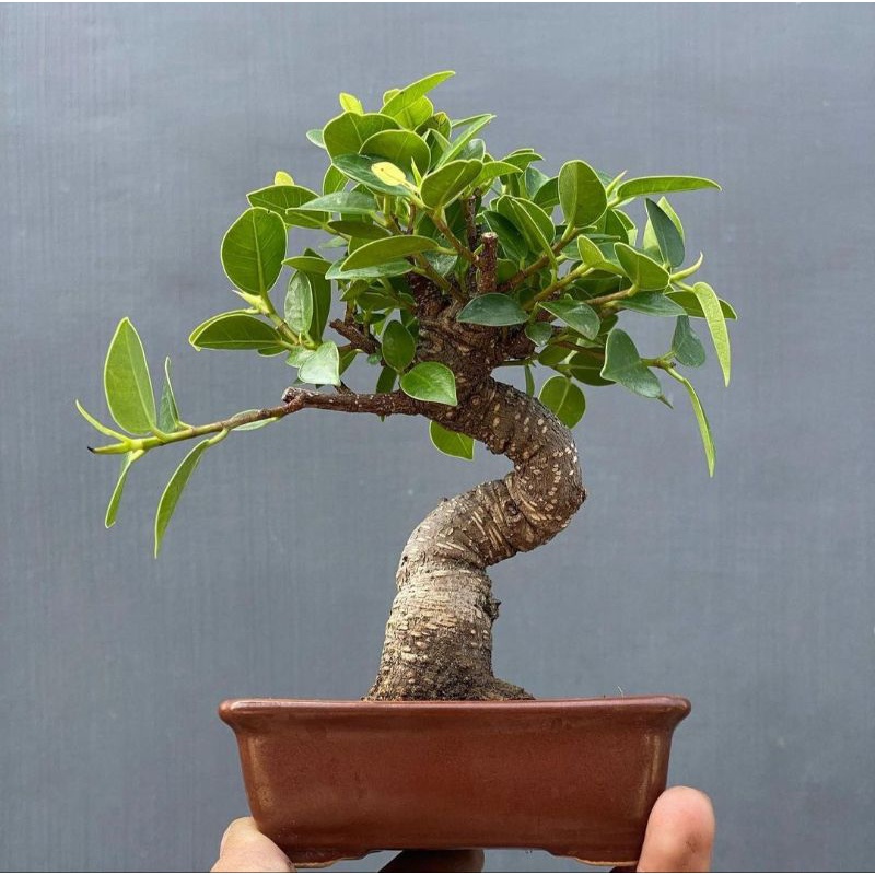 Jual Tanaman Bonsai Kimeng Ficus Microcarpa Medium Siap Tampil Cakri