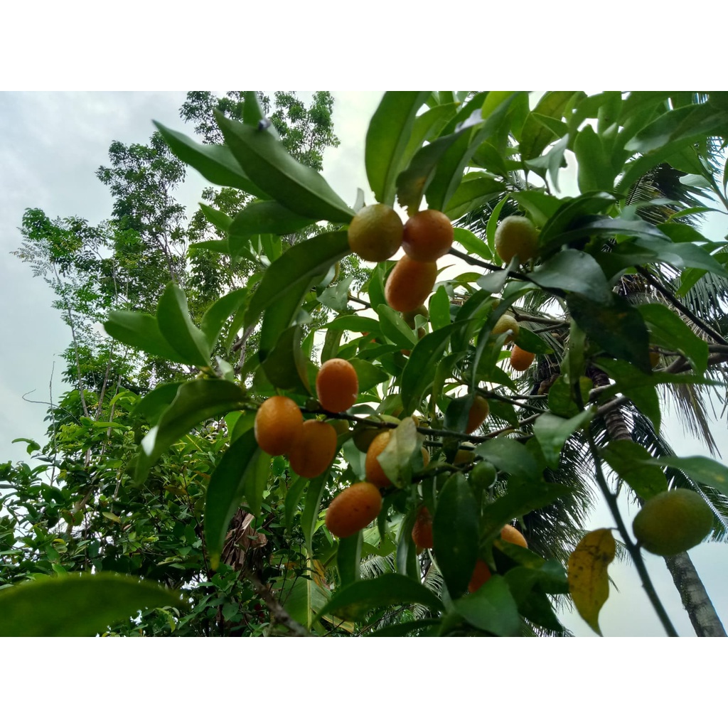 Jual Bibit Tanaman Jeruk Nagami Kumquat Nagami Bisa Dimakan Beserta