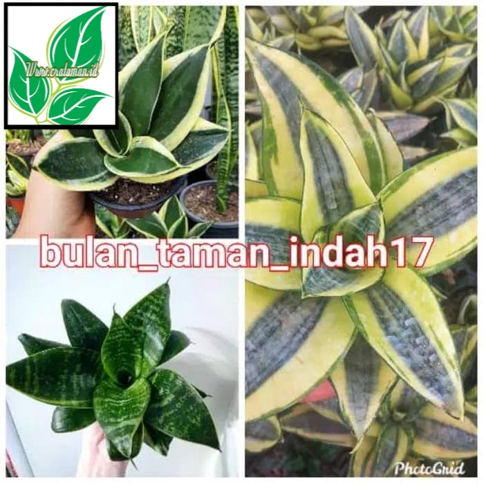 Jual Paket 3 Jenis Tanaman Hias Sansevieria Mini Golden Pagoda