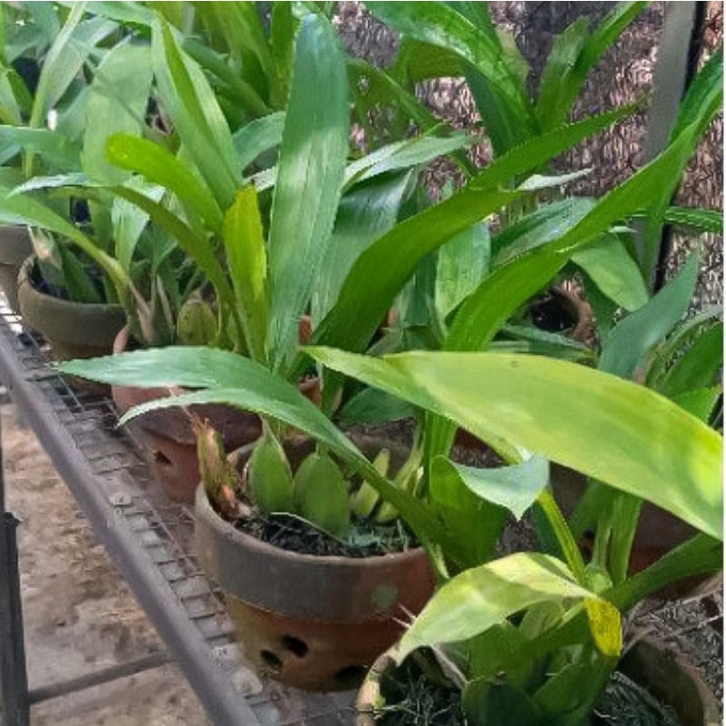 Jual Anggrek Hitam Kalimantan Coelogyne Pandurata Shopee Indonesia