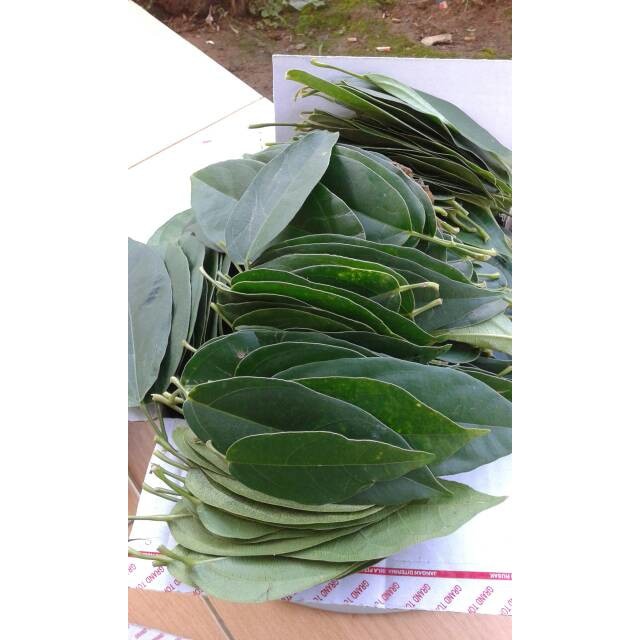 Jual DAUN CINCAU PERDU BUKAN BULU 100 LEMBAR Shopee Indonesia