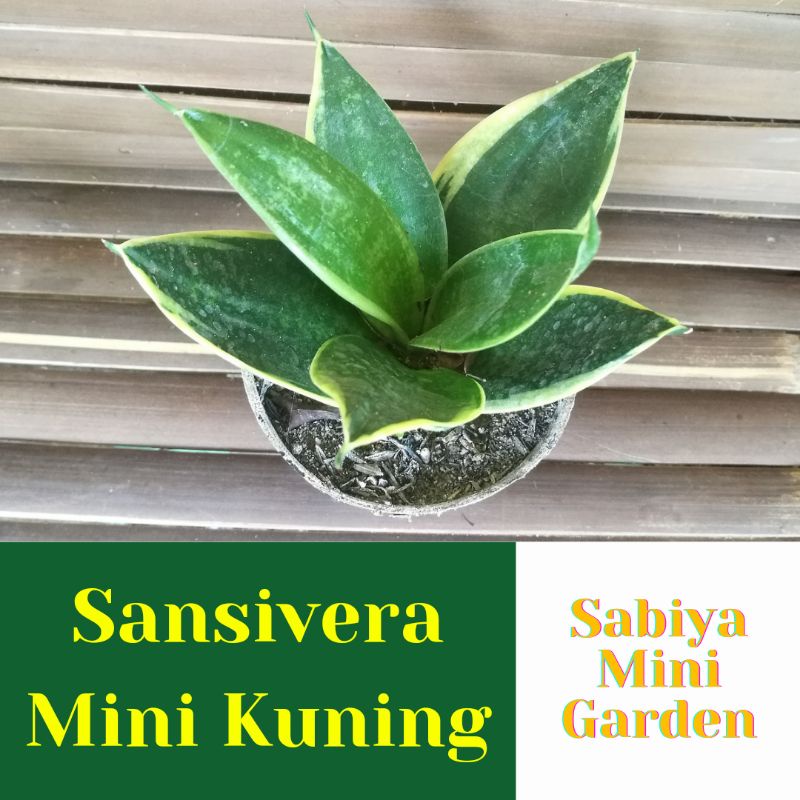 Jual Sansivera Mini Sansiviera Lidah Mertua Mini Kuning Shopee Indonesia