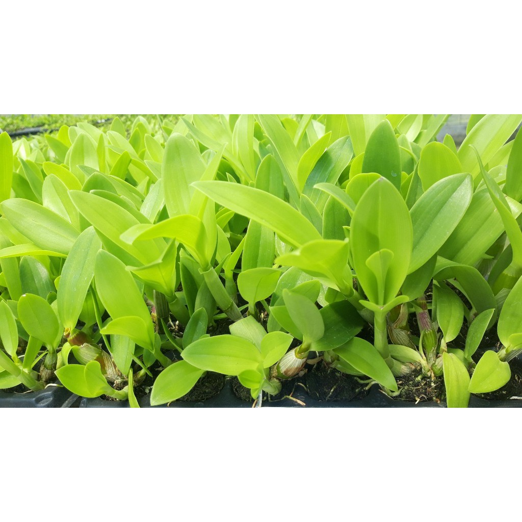 Jual Paket 11 Seedling Anggrek Dendrobium Hybrid Kriting Melintir