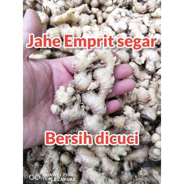 Jual Jahe Emprit Segar Bersih Dicuci 1 Kg Shopee Indonesia