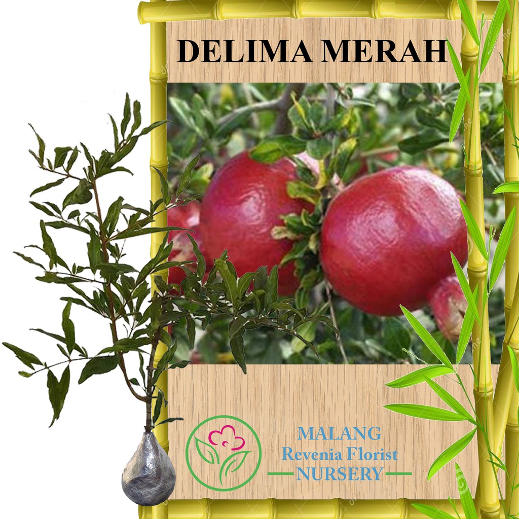 Jual Tanaman Delima Merah Tinggi Cm Shopee Indonesia