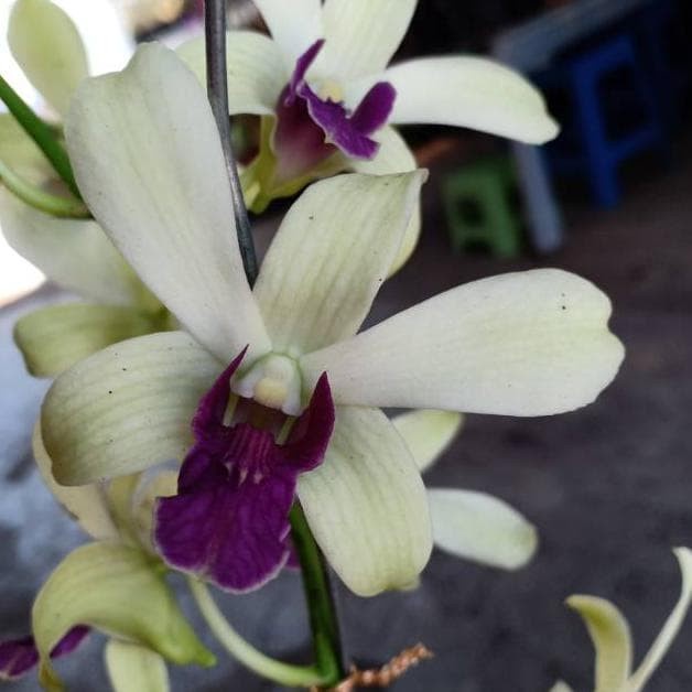 Jual Anggrek Dendrobium Wonleng Dewasa Dan Terlaris Dan Termurah