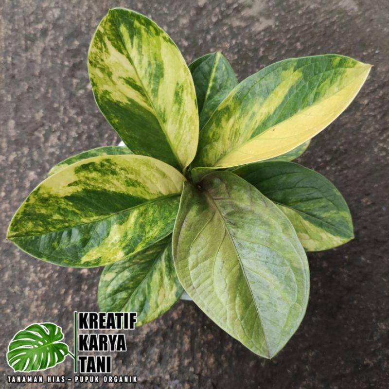 Jual PRODUK ORIGINAL Anthurium Jemani Varigata Anturium Jemani