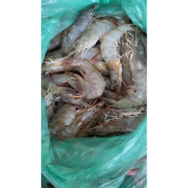 Jual Udang Vaname Ukuran Besar Kg Shopee Indonesia