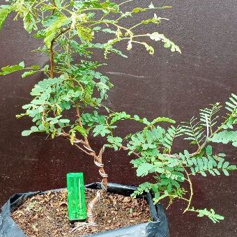 Jual Bahan Bonsai Asam Jawa Program Akar Pecah Batang Shopee Indonesia