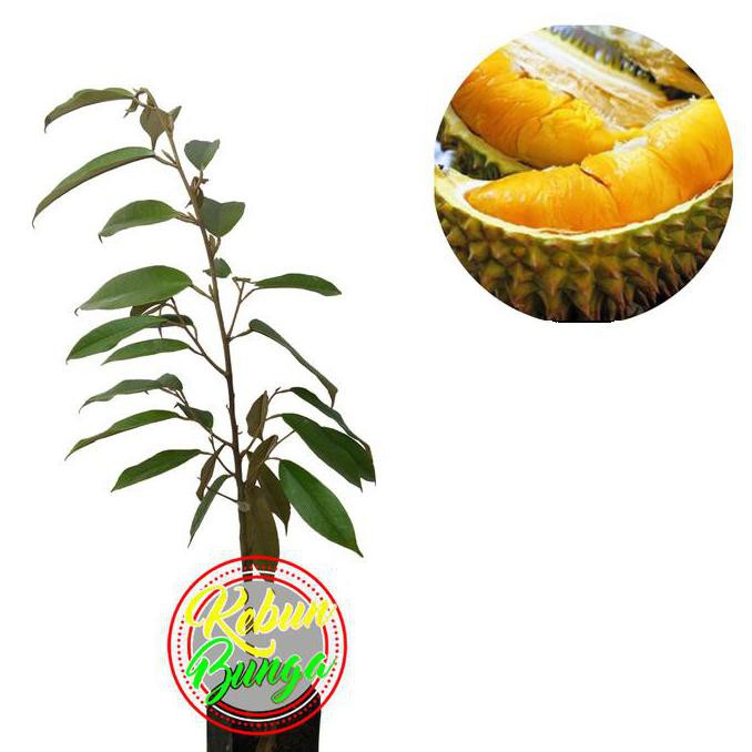 Jual Kwa1 Tanaman Buah Durian Musangking Kw1 Shopee Indonesia