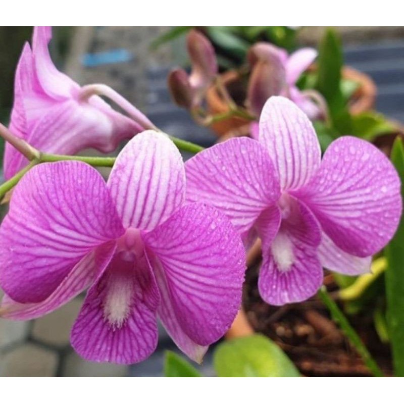 Jual Anggrek Dendrobium Maradona Pearl Sudah Spike Knop Shopee Indonesia