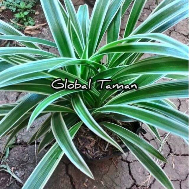 Jual Tanaman Hias Lili Paris Umbi Tanaman Hias Spider Plant Lili