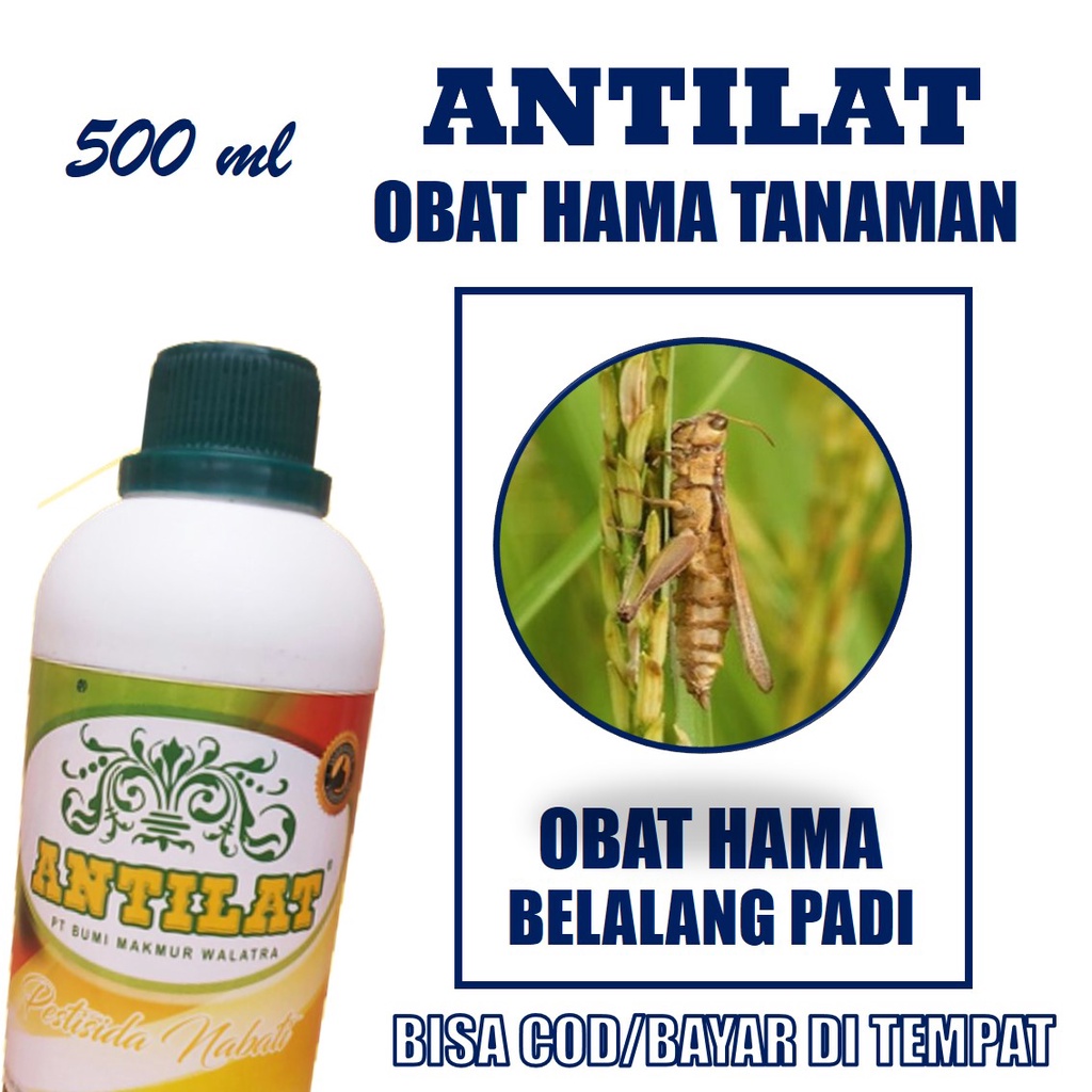 Jual Pestisida ANTILAT PUPUK Organik Obat Hama Belelang PADI 500 ML