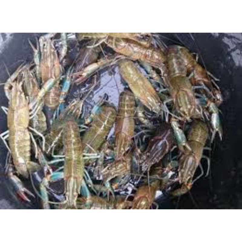 Jual Bibit Benih Indukan Lobster Air Tawar Shopee Indonesia