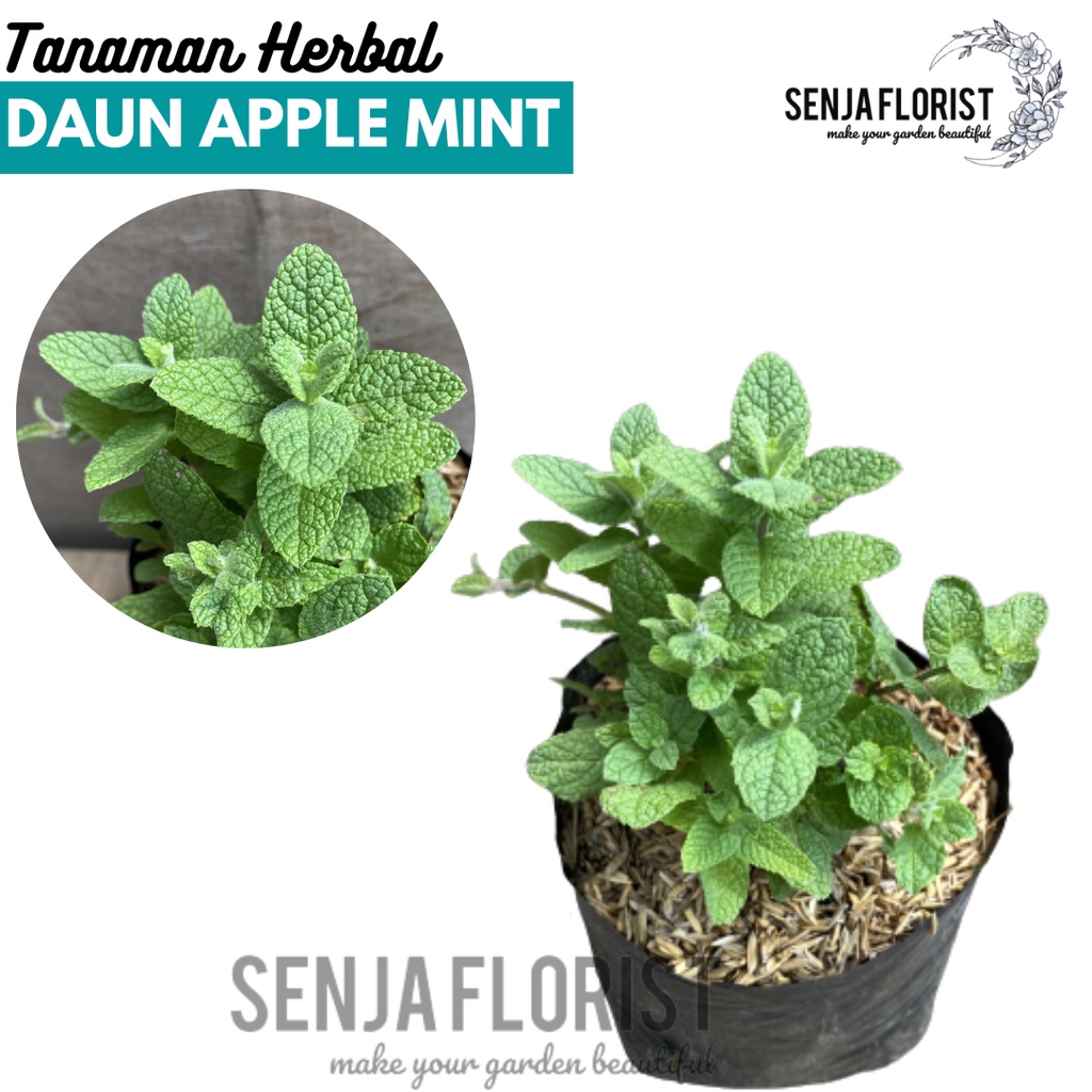 Jual Tanaman Hidup Herbal Daun Mint Banyak Manfaat Tersedia 8 Jenis