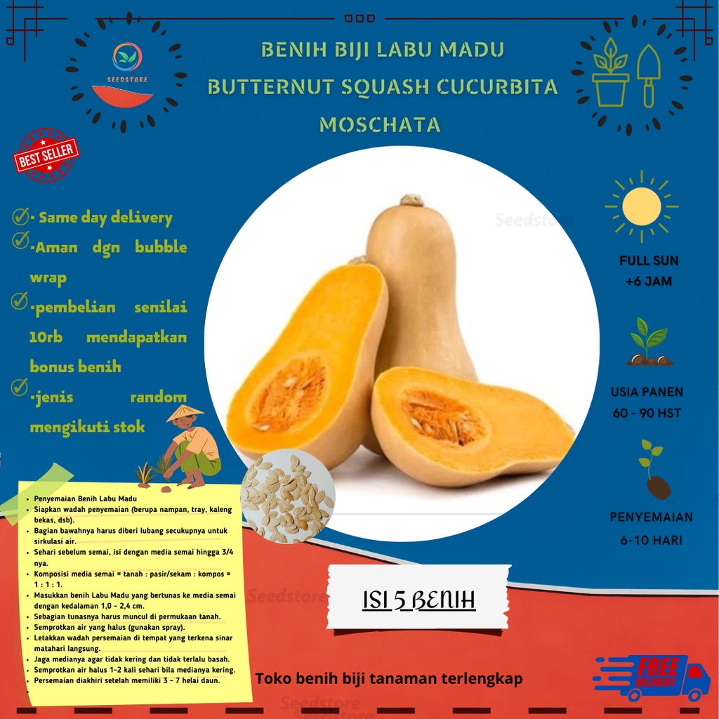 Jual Biji Benih Pumpkin Butternut Squash Cucurbita Moschata Labu Madu